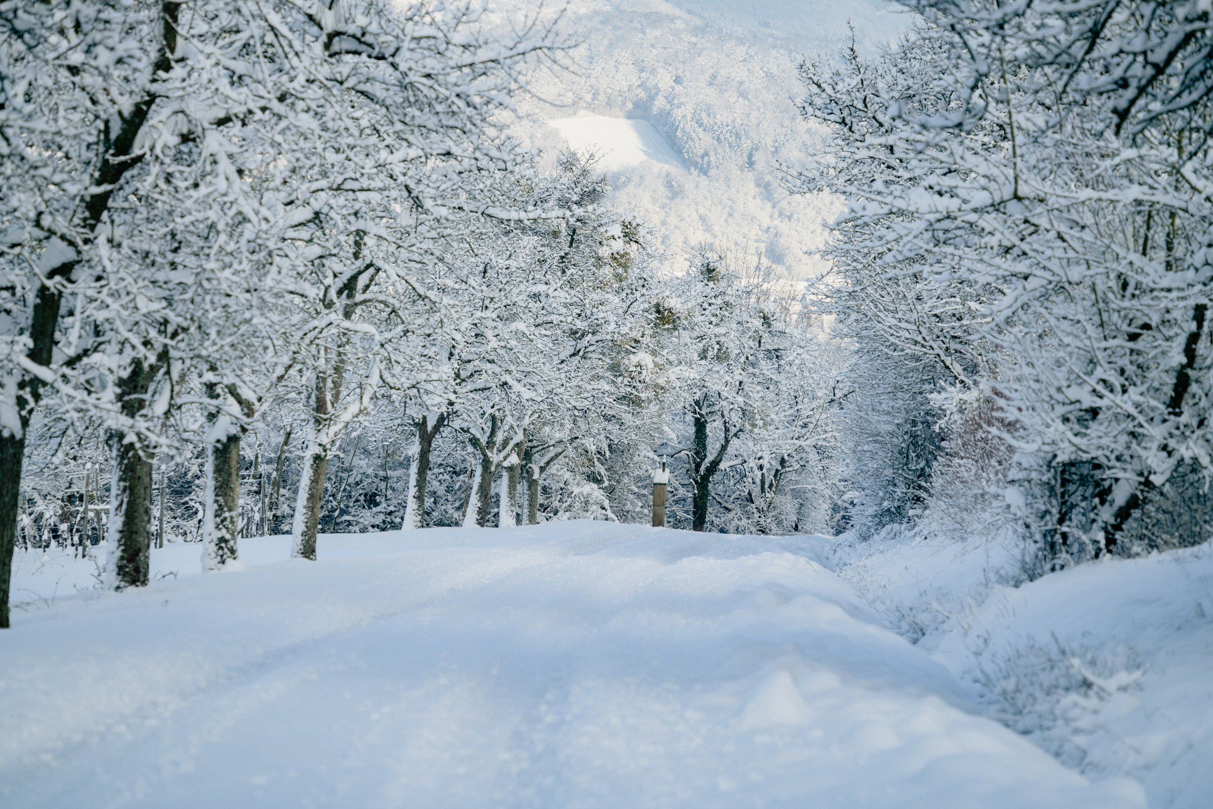 Winter forest in sunny winter day