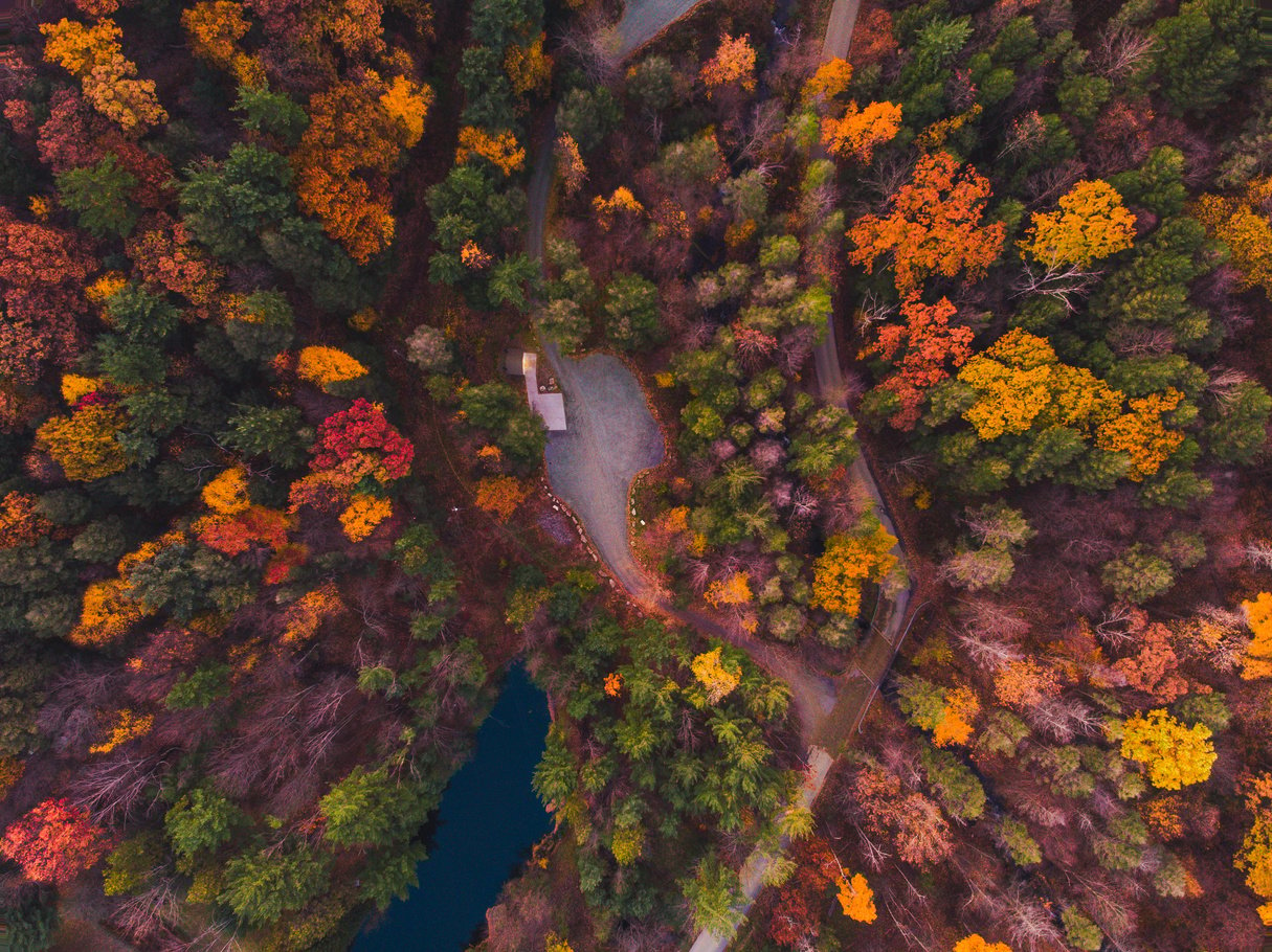 Forest During Fall Season 